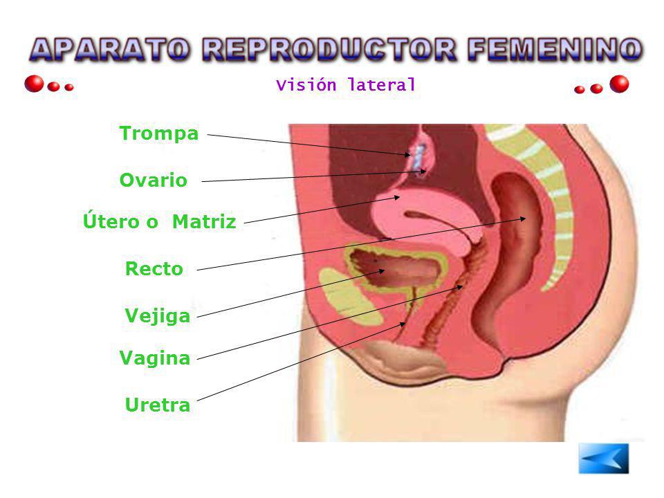 uretra en el aparato reproductor femenino